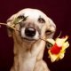 galgo